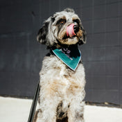 Just a Dog from Akron Bandana