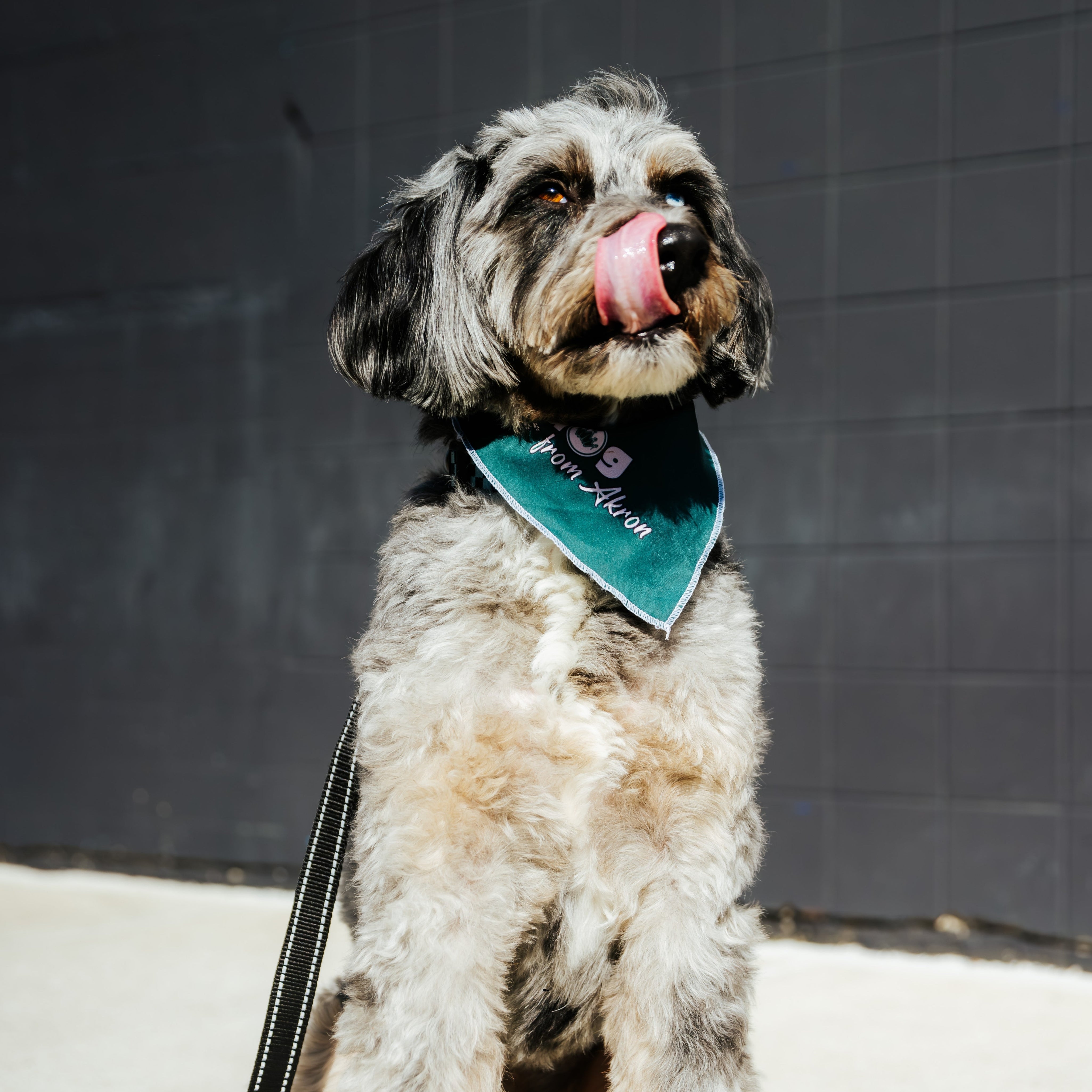 JustaDogfromakronbandana_10.00_1.jpg